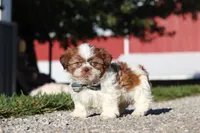 Micah, a male Shih Tzu for sale in Millersburg, OH – 3 of 7