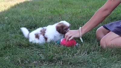 Honey, a female Shih Tzu for sale in Millersburg, OH – 8 of 8