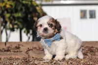James, a male Shih Tzu for sale in Millersburg, OH – 2 of 8