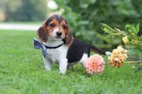 Enzo, a male Beagle for sale in Millersburg, OH – 5 of 10
