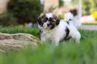Bohdi, a male Shih Tzu for sale in Millersburg, OH – 1 of 9
