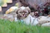 River, a male Shih Tzu for sale in Millersburg, OH – 7 of 10