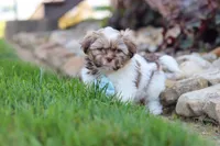 River, a male Shih Tzu for sale in Millersburg, OH – 2 of 10