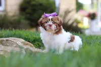 Honey, a female Shih Tzu for sale in Millersburg, OH – 6 of 8