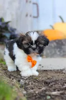 Riley, a male Shih Tzu for sale in Millersburg, OH – 8 of 10