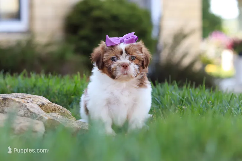 Honey – Shih Tzu puppy for sale in Millersburg, OH