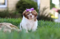 Honey, a female Shih Tzu for sale in Millersburg, OH – 1 of 8