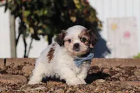 James, a male Shih Tzu for sale in Millersburg, OH – 3 of 8