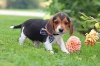 Enzo, a male Beagle for sale in Millersburg, OH – 4 of 10