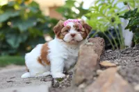 Goldie, a female Shih Tzu for sale in Millersburg, OH – 1 of 10