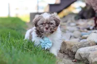 River, a male Shih Tzu for sale in Millersburg, OH – 6 of 10