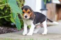 Asher, a male Beagle for sale in Millersburg, OH – 6 of 10