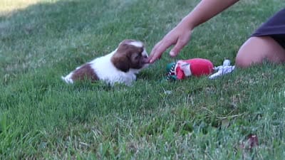 Juniper, a female Shih Tzu for sale in Millersburg, OH – 10 of 10
