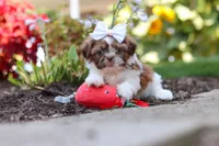 Juniper, a female Shih Tzu for sale in Millersburg, OH – 9 of 10