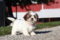 Julia, a female Shih Tzu for sale in Millersburg, OH – 5 of 9