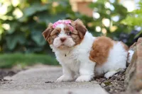 Goldie, a female Shih Tzu for sale in Millersburg, OH – 4 of 10
