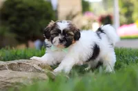 Bohdi, a male Shih Tzu for sale in Millersburg, OH – 5 of 9