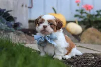 Benji, a male Shih Tzu for sale in Millersburg, OH – 2 of 5