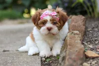 Goldie, a female Shih Tzu for sale in Millersburg, OH – 7 of 10
