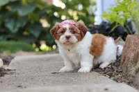 Goldie, a female Shih Tzu for sale in Millersburg, OH – 6 of 10