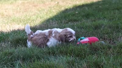 Ember, a female Shih Tzu for sale in Millersburg, OH – 10 of 10