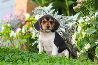 Paisley, a female Beagle for sale in Millersburg, OH – 5 of 10