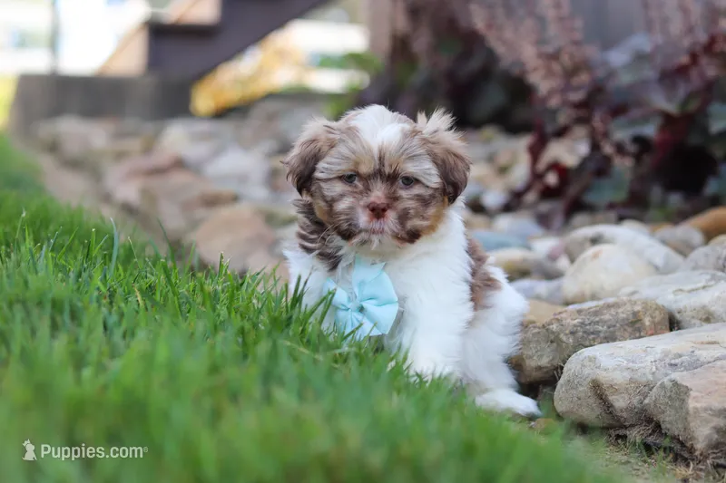 River – Shih Tzu puppy for sale in Millersburg, OH