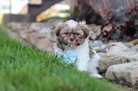 River, a male Shih Tzu for sale in Millersburg, OH – 1 of 10