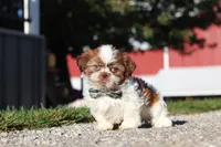 Micah, a male Shih Tzu for sale in Millersburg, OH – 2 of 7