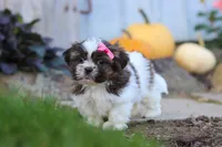 Daisy, a female Shih Tzu for sale in Millersburg, OH – 2 of 6