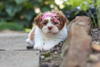 Goldie, a female Shih Tzu for sale in Millersburg, OH – 3 of 10