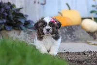 Daisy, a female Shih Tzu for sale in Millersburg, OH – 5 of 6