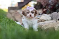 Ember, a female Shih Tzu for sale in Millersburg, OH – 3 of 10