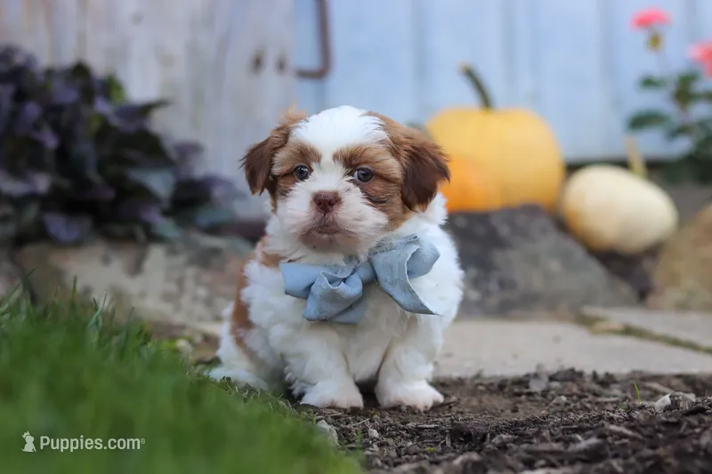 Benji – Shih Tzu puppy for sale in Millersburg, OH