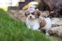 Ember, a female Shih Tzu for sale in Millersburg, OH – 7 of 10