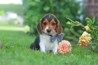 Enzo, a male Beagle for sale in Millersburg, OH – 8 of 10