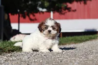 Julia, a female Shih Tzu for sale in Millersburg, OH – 2 of 9