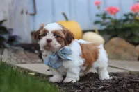 Benji, a male Shih Tzu for sale in Millersburg, OH – 4 of 5