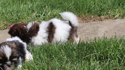 Daisy, a female Shih Tzu for sale in Millersburg, OH – 6 of 6