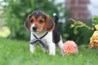 Enzo, a male Beagle for sale in Millersburg, OH – 2 of 10