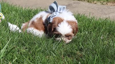 Lucy, a female Shih Tzu for sale in Millersburg, OH – 7 of 7