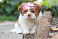 Goldie, a female Shih Tzu for sale in Millersburg, OH – 2 of 10