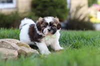 Bohdi, a male Shih Tzu for sale in Millersburg, OH – 7 of 9