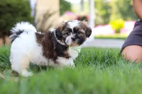Bohdi, a male Shih Tzu for sale in Millersburg, OH – 6 of 9