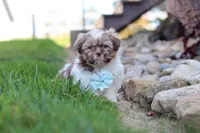 River, a male Shih Tzu for sale in Millersburg, OH – 9 of 10