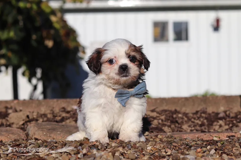 James – Shih Tzu puppy for sale in Millersburg, OH