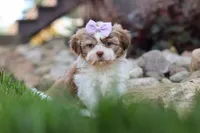 Ember, a female Shih Tzu for sale in Millersburg, OH – 6 of 10