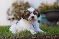 Chase, a male Shih Tzu for sale in Millersburg, OH – 4 of 6