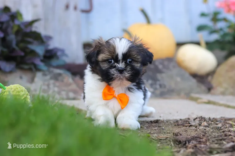 Riley – Shih Tzu puppy for sale in Millersburg, OH