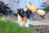 Riley, a male Shih Tzu for sale in Millersburg, OH – 1 of 10